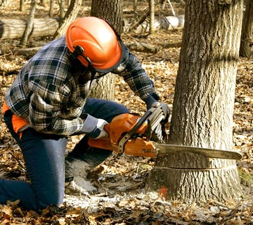 Tree Removal in Vanceboro, ME